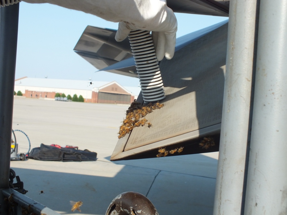 That time an F-22 Raptor Provided Refuge for 20,000 Honey Bees