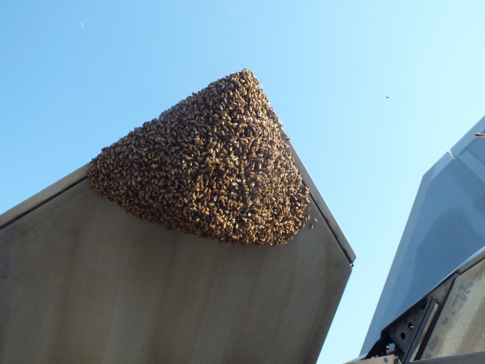 That time an F-22 Raptor Provided Refuge for 20,000 Honey Bees