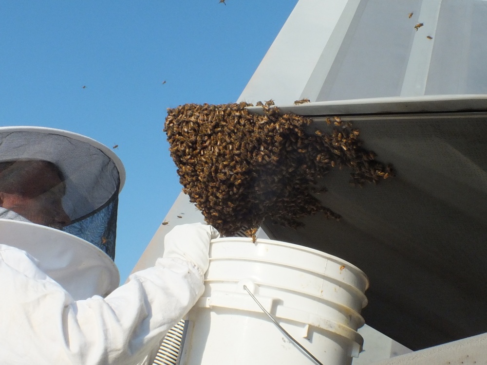 That time an F-22 Raptor Provided Refuge for 20,000 Honey Bees