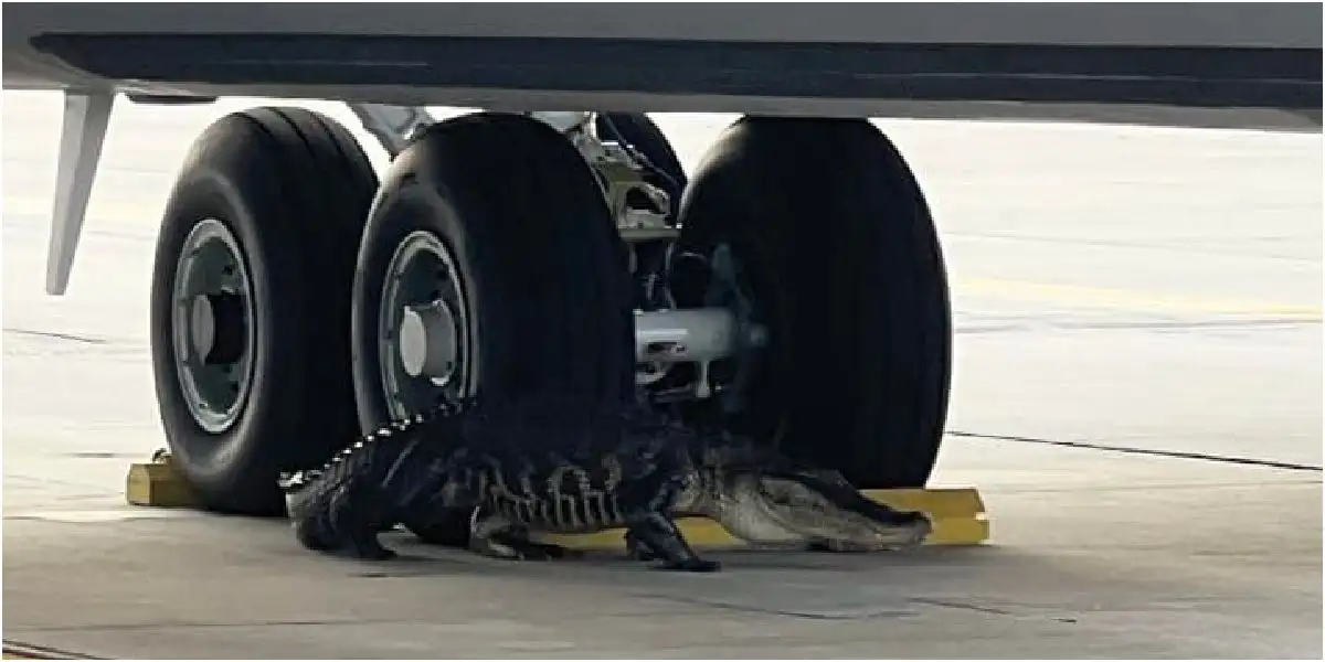 Alligator blocks USAF KC-135 Stratotanker, fights with FWC Officers at MacDill AFB